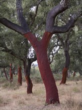 Recently stripped Cork Oaks (Quercus suber) in the Sierra de Grazalema