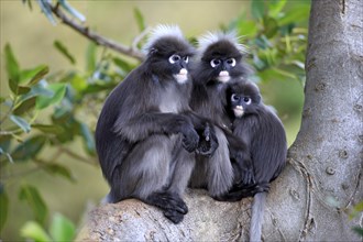 Dusky Leaf Monkeys or Spectacled Langurs (Trachypithecus obscurus)