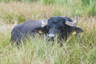 Asian water buffalo (Bubalus arnee) rests in the high grass on the pasture