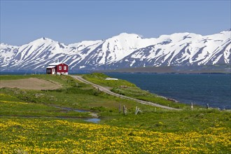 Red farmhouse on a lush green meadow with yellow flowers on the Etjafjordur fjord north of Akureyri