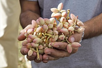 Man's hands holding freshly harvested pistachios