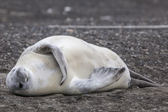 Crabeater Seal (Lobodon carcinophagus) resting on the beach