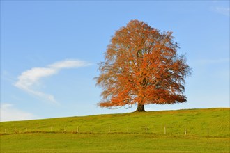 European Beech (Fagus sylvatica) in autumn