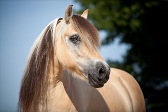 Norwegian Pony