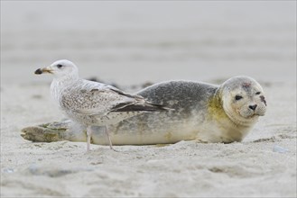 Seagull in front of a Grey Seal (Halichoerus grypus)