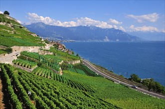 View over the vineyards and Lake Geneva towards Lausanne