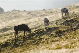 Cows grazing in alpine meadow in the Rofan Mountains