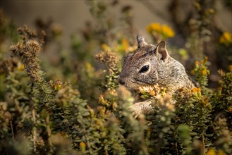 California Ground Squirrel (Otospermophilus beecheyi)