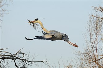 Grey Heron (Ardea cinerea) with nesting material in flight