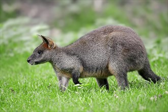 Swamp Wallaby (Wallabia bicolor)