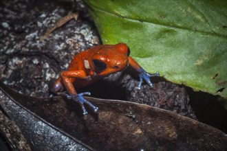 Strawberry Poison-dart Frog (Oophaga pumilio)
