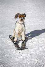 A dog with snow goggles