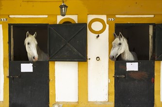 Stallions in their box stalls during the Feria del Caballo Horse Fair