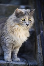 Attentive domestic cat on the stairs