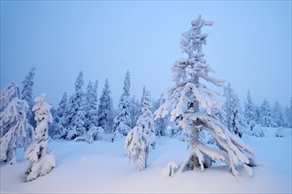 Trees in a snow-covered winter landscape