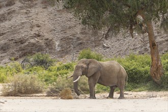 African Desert Elephant (Loxodonta africana) in the dry Hoanib riverbed