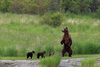 Grizzly Bear (Ursus arctos horribilis) mother with cubs
