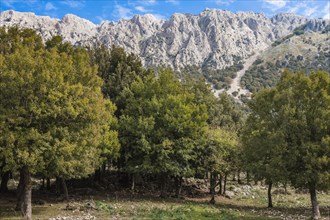 Mountain landscape with limestone rocks and an oak forest (Quercus)