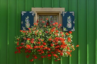Window with painted shutters and flower box with geraniums (Pelargonium spec.) on green wooden hut