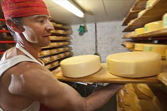Dairyman storing cheese wheels produced by him in the cheese cellar