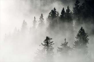 Coniferous forest in the fog