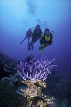Three scuba divers with a Sponge (Demospongiae) in the reef