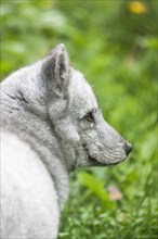 Arctic Fox (Vulpes lagopus)