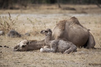 Dromedary (Camelus dromedarius) with young