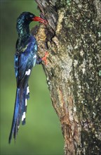 Green Wood Hoopoe or Kakelaar (Phoeniculus purpureus) feeding its young on a tree hole