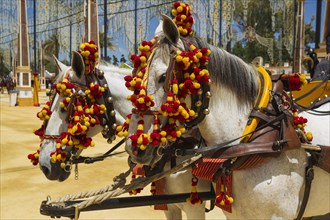 Decorated horses at the Feria del Caballo Horse Fair