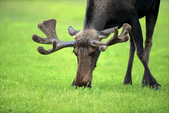 Moose (Alces alces)