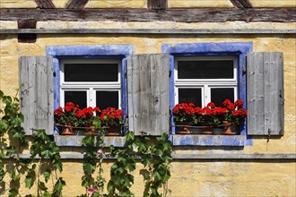 Windows with flowering Geraniums (Pelargonium Zonal Hybrid) on the Hackerhaus building