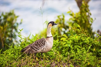 Hawaiian Goose or Nene (Branta sandvicensis)