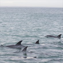 Common bottlenose dolphins (Tursiops truncatus)