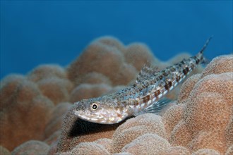 Variegated lizardfish (Synodus variegatus) on stony coral