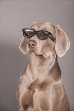 Weimaraner dog with glasses