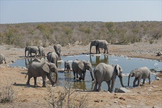 African Elephants (Loxodonta africana)