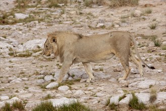 Lion (Panthera leo)