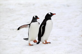Gentoo Penguins (Pygoscelis papua) pair