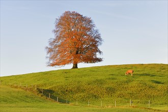 European Beech (Fagus sylvatica) in autumn