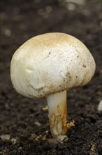Horse Mushroom (Agaricus arvensis)