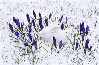 White ceramic Easter Bunny and crocuses in the snow