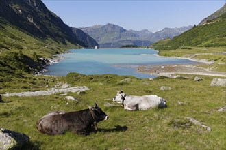 Cows in front of Vermunt Reservoir