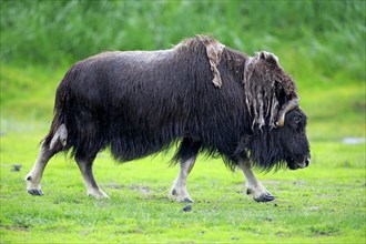 Musk Ox or Muskox (Ovibos moschatus)