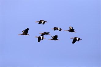 Black-bellied Whistling Ducks (Dendrocygna autumnalis)