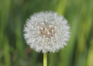 Dandelion clock