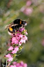 Bumblebee (Bombus terrestris) on winter heather flowers