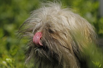 Lhasa Apso