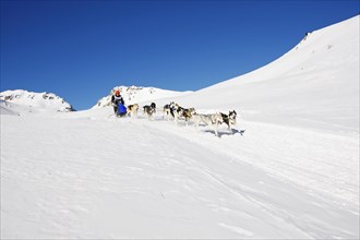 Alpine Trail Sled Dog Race 2012