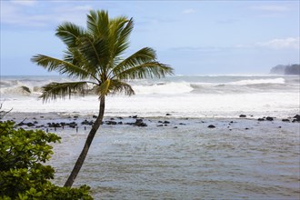 Coconut Palm (Cocos nucifera) and high waves in Hanalei Bay